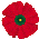 poppy